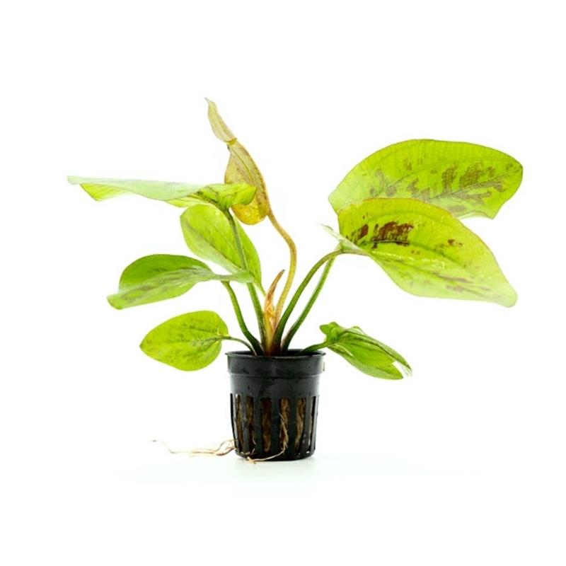 Planta acvariu Stoffels Echinodorus Chocolate Marble - imagine 4